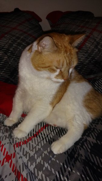 ../previews/100-Logan 002.jpg.medium.jpeg